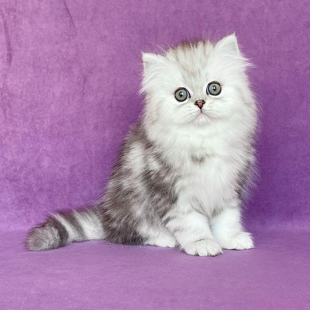  11 Amelia female kitten For Sale 